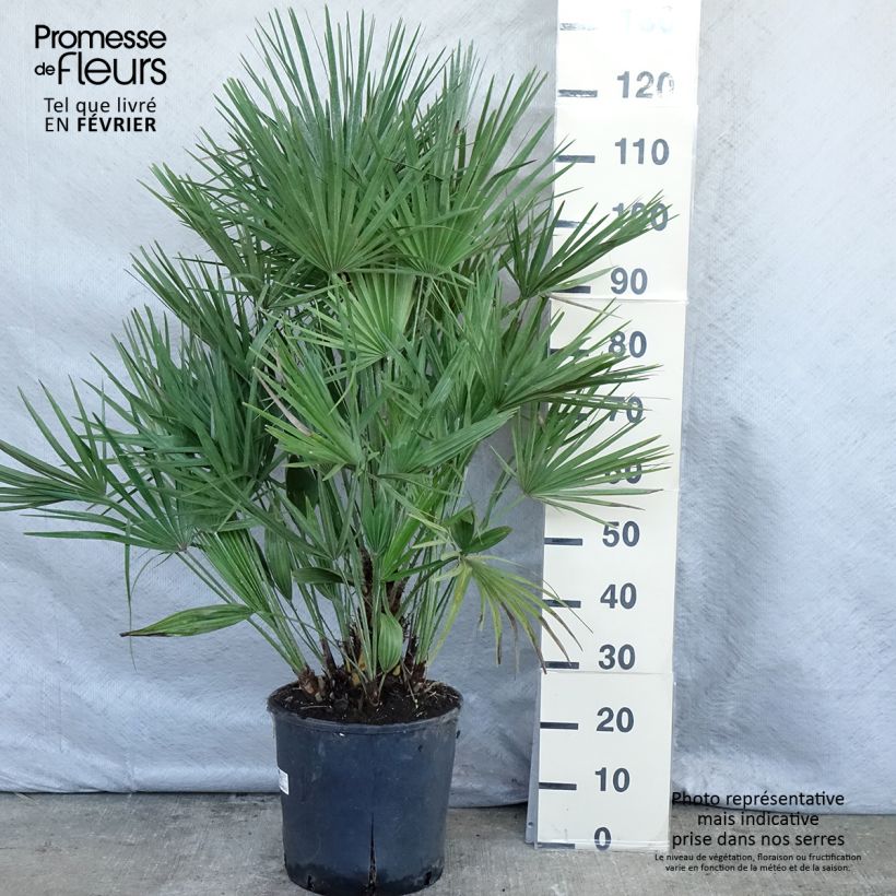 Chamaerops humilis - Dwarf Palm 7.5L/10L pot sample as delivered in winter