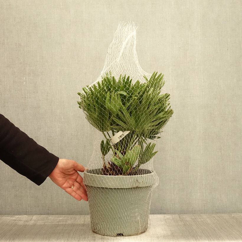 Chamaerops humilis Vulcano - Dwarf Fan Palm 4L/5L pot sample as delivered in autumn