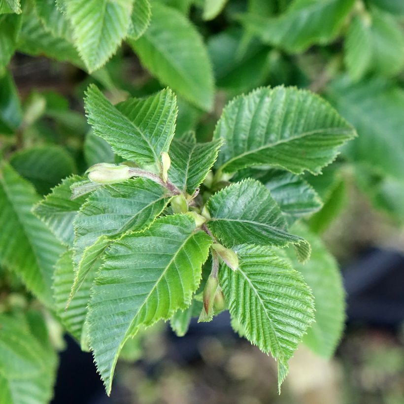 Ostrya carpinifolia Marja Findling - European Hop-Hornbeam (Foliage)