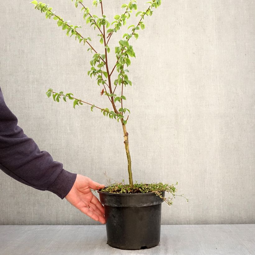Ostrya carpinifolia Marja Findling - European Hop-Hornbeam 4L/5L pot sample as delivered in spring