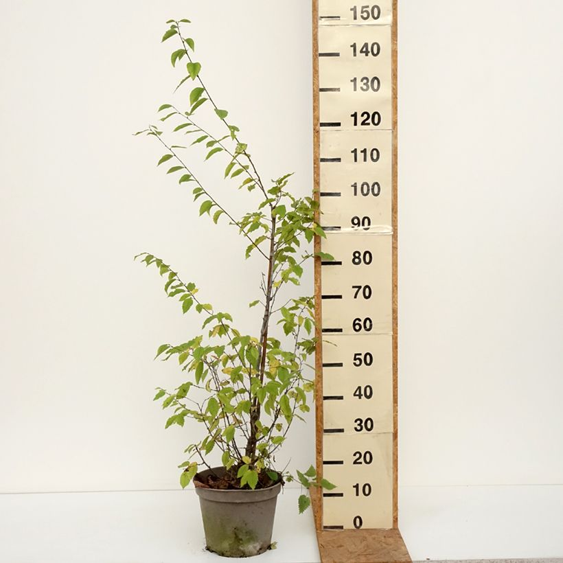 Ostrya carpinifolia 7.5L/10L pot sample as delivered in autumn