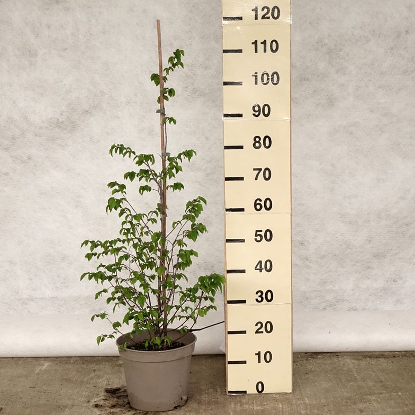 Ostrya carpinifolia 7.5L/10L pot sample as delivered in spring