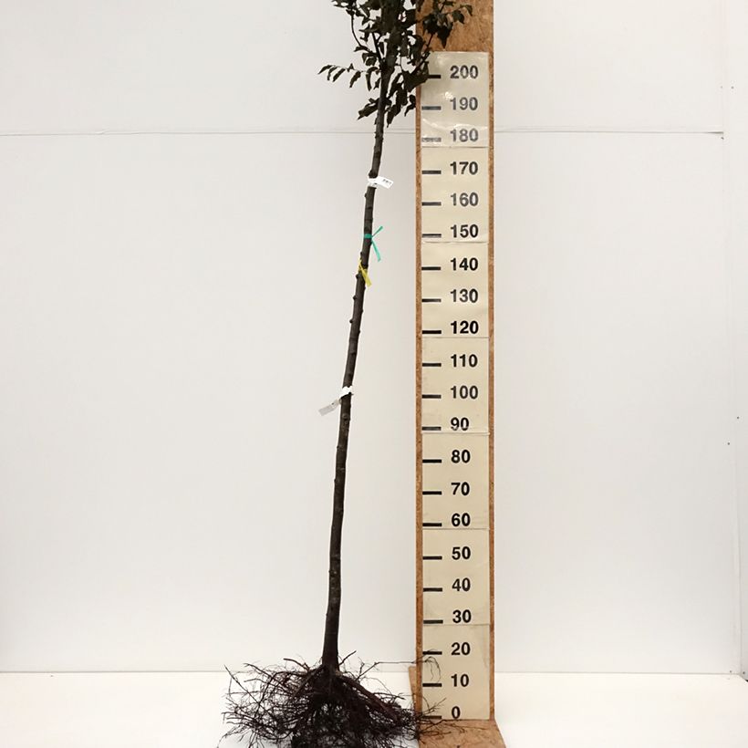 Ostrya carpinifolia Bare root sample as delivered in winter
