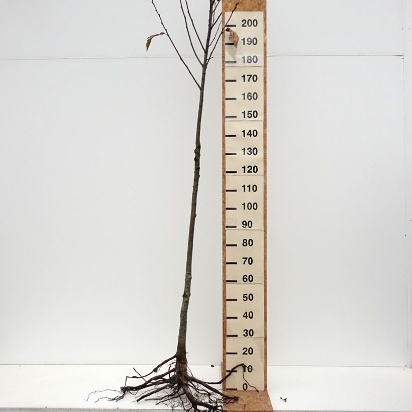 Common Chestnut - Castanea sativa Bare root sample as delivered in winter