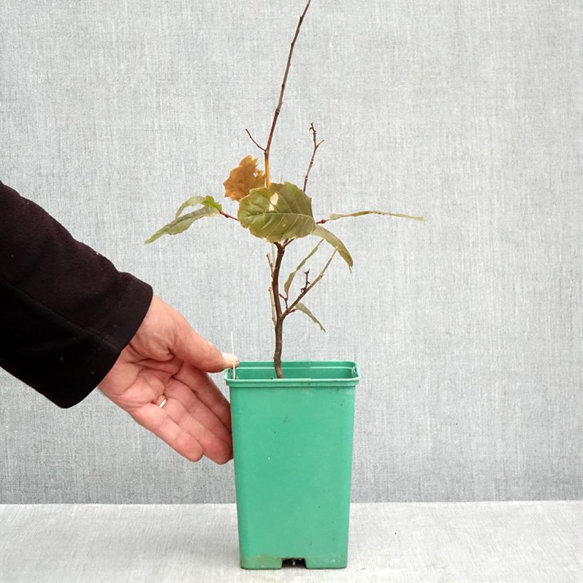 Castanea sativa Marsol - Chestnut 10cm/11cm pot sample as delivered in autumn