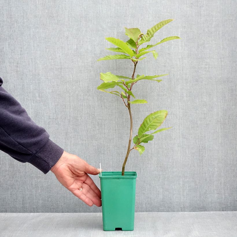 Castanea sativa Marsol - Chestnut 10cm/11cm pot sample as delivered in spring