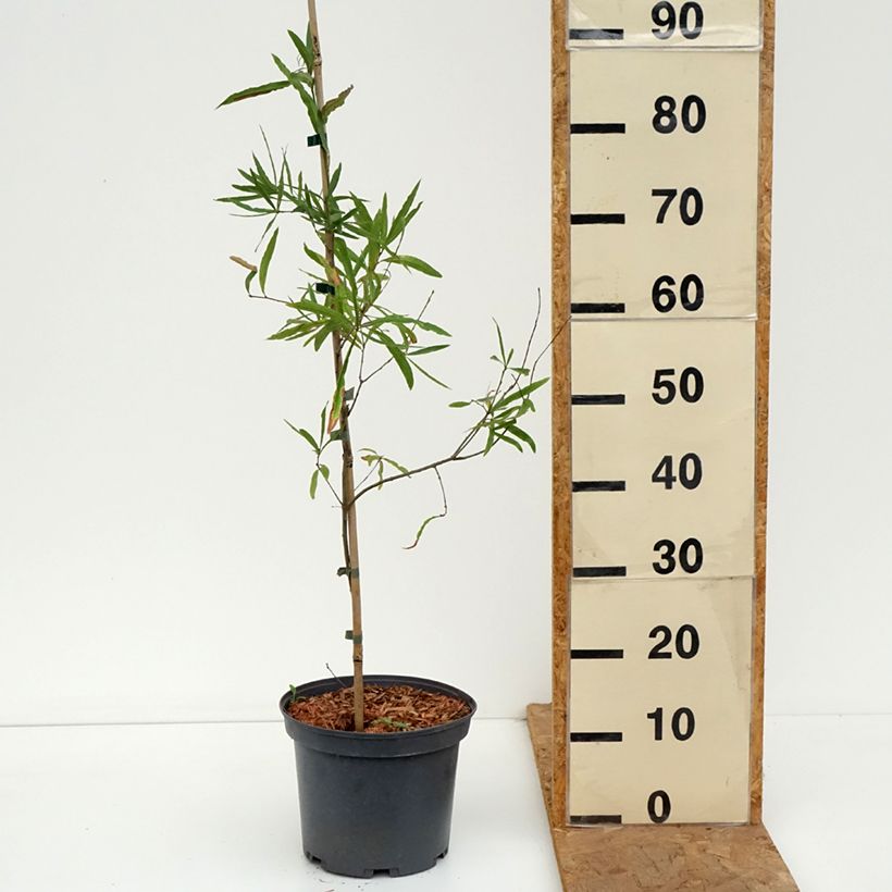 Quercus phellos - Willow Oak 4L/5L pot sample as delivered in autumn