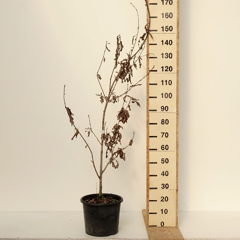 Quercus bimundorum Crimson spire 7.5L/10L pot sample as delivered in winter