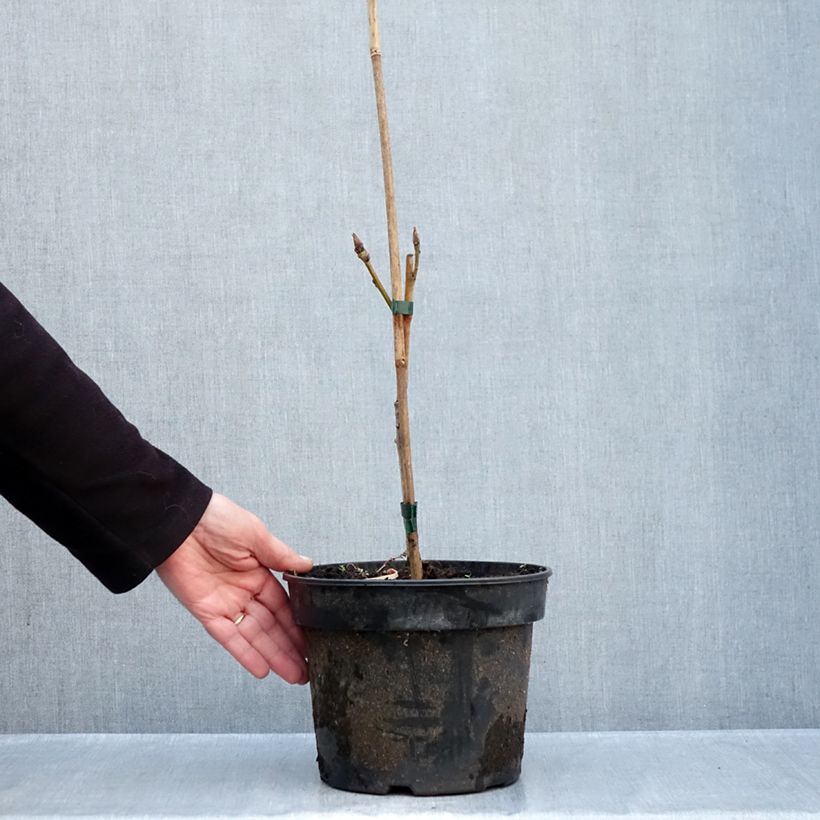 Quercus pontica - Pontic Oak 4L/5L pot sample as delivered in autumn