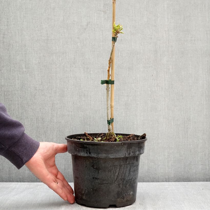 Quercus aliena - Galcham Oak 4L/5L pot sample as delivered in spring