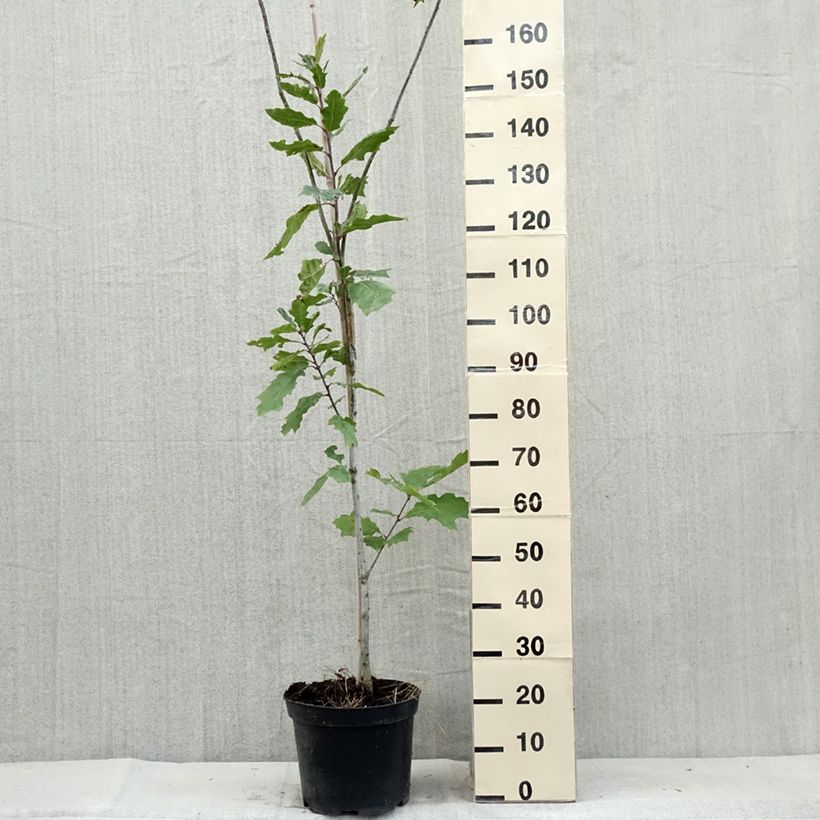 Quercus palustris Betty Jean - Pin Oak 4L/5L pot sample as delivered in summer