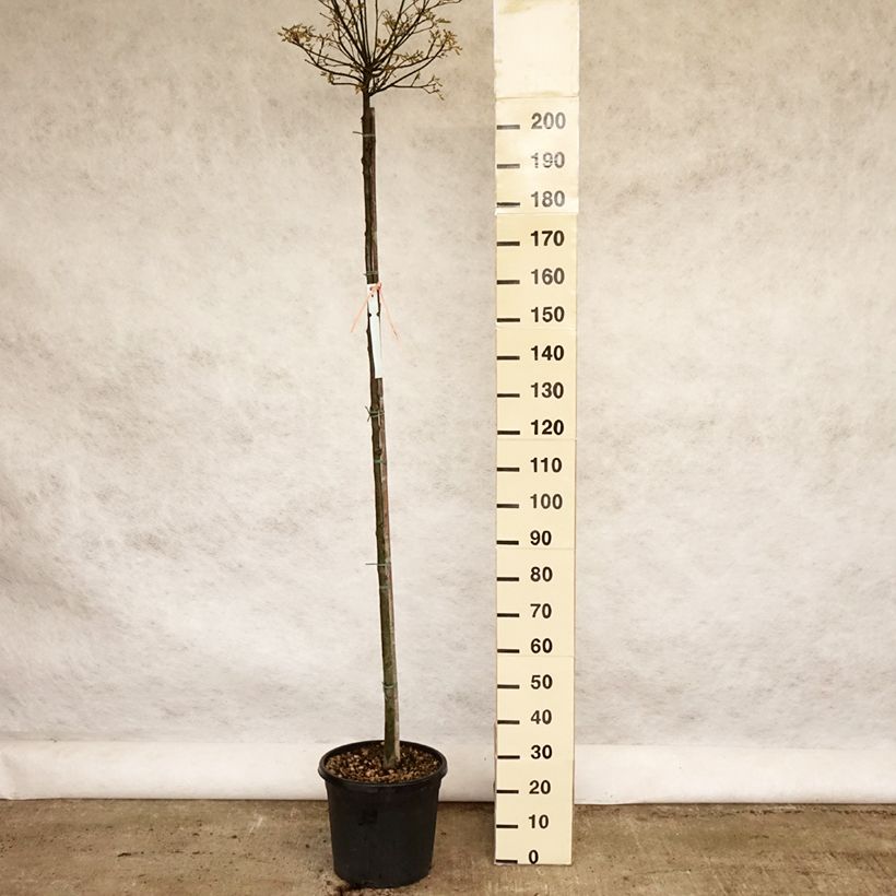 Quercus palustris Green Dwarf - Pin Oak 18L/20L pot sample as delivered in spring