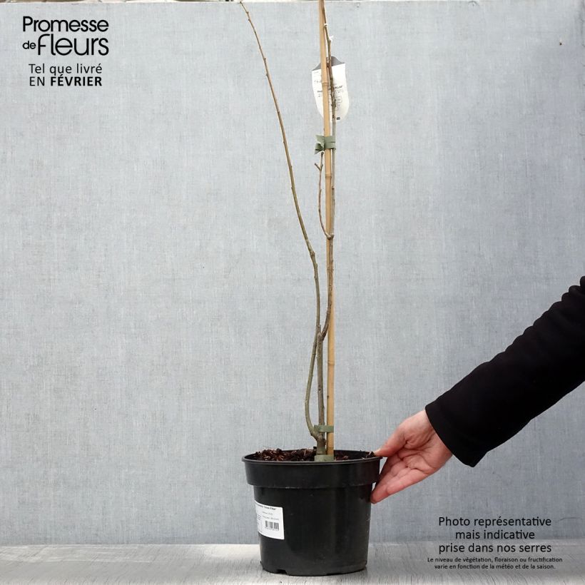 Quercus palustris Green Pillar - Pin Oak 4L/5L pot sample as delivered in winter