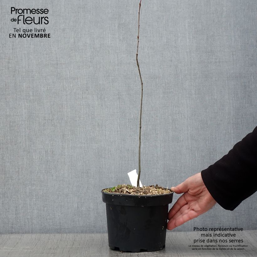 Quercus palustris - Pin Oak 3L/4L pot sample as delivered in autumn