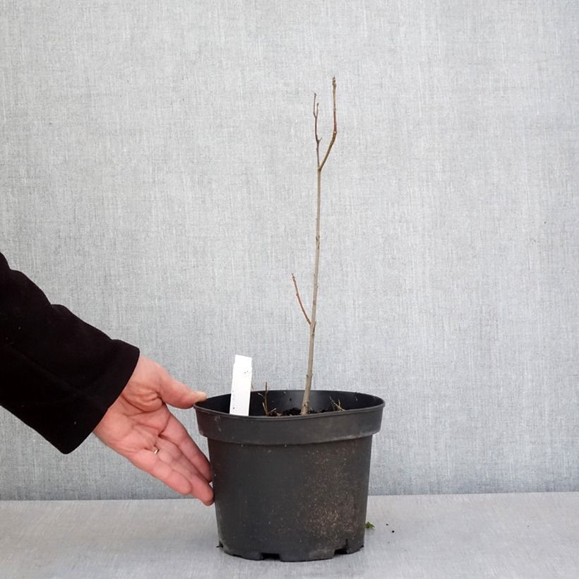 Quercus palustris - Pin Oak 3L/4L pot sample as delivered in spring