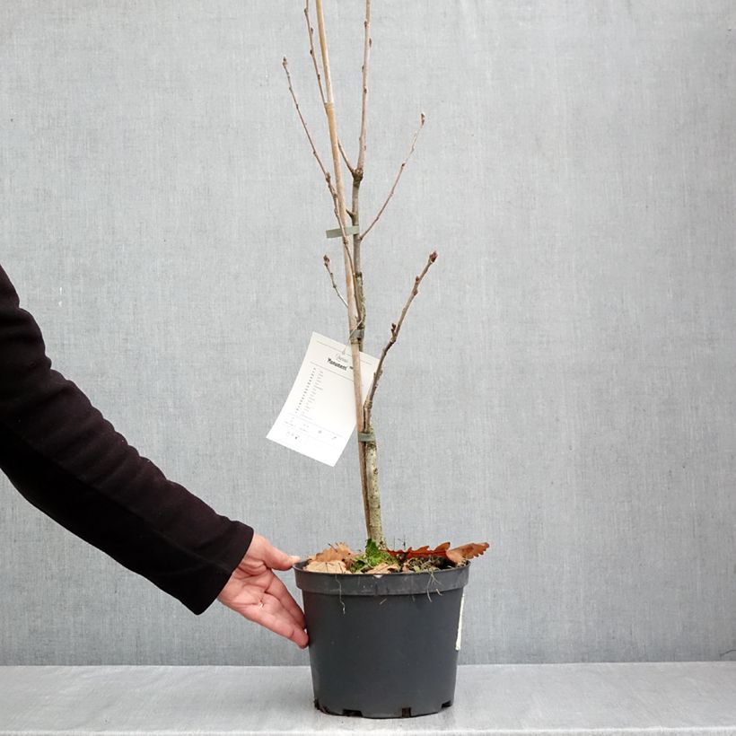 Quercus Monument - Oak 4L/5L pot sample as delivered in autumn