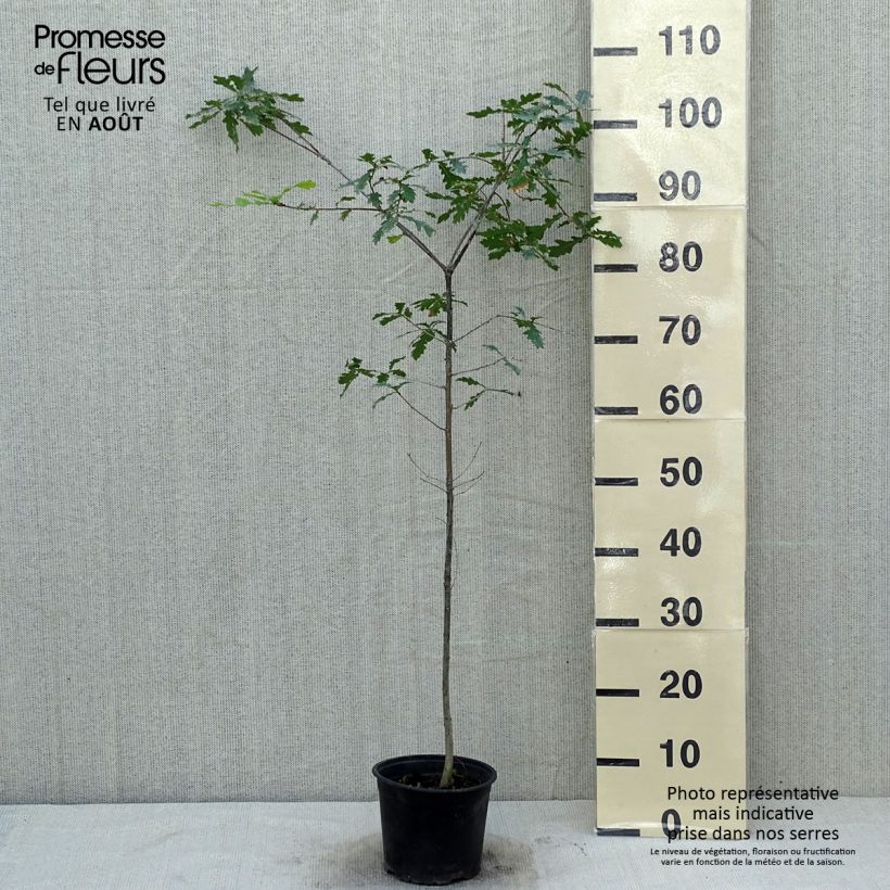 English Oak - Quercus robur 2L/3L pot sample as delivered in summer