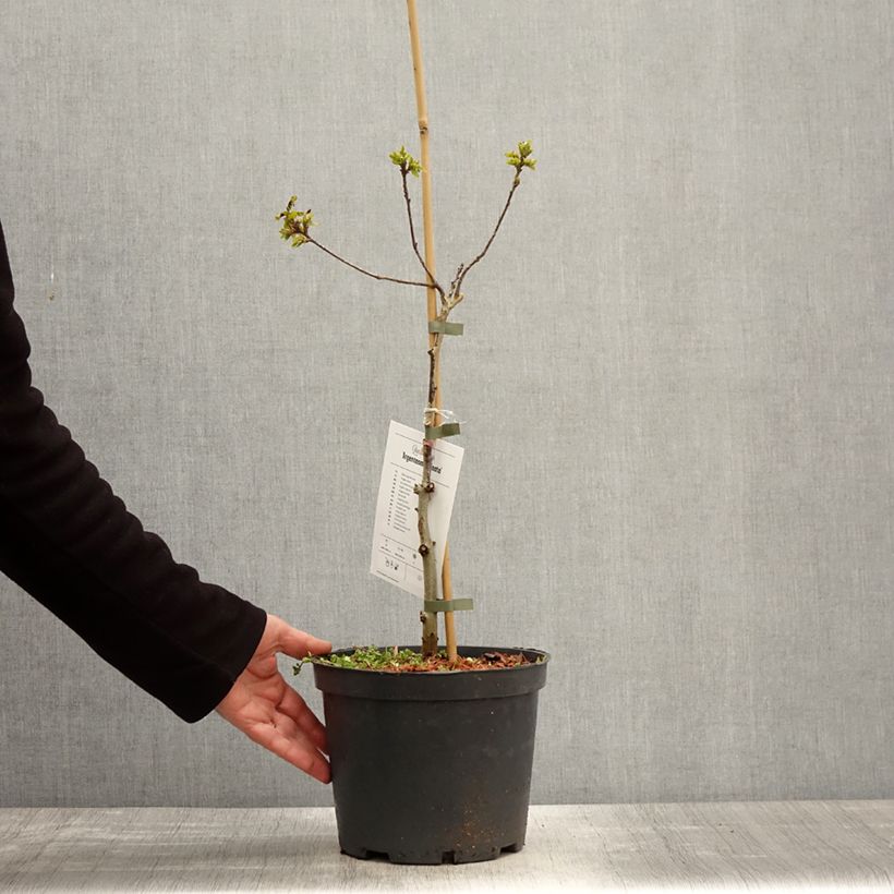 Quercus robur Argenteomarginata - English Oak 4L/5L pot sample as delivered in spring