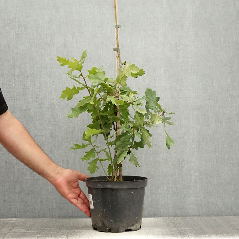 Quercus robur Jan Zamoyski - Oak 4L/5L pot sample as delivered in summer