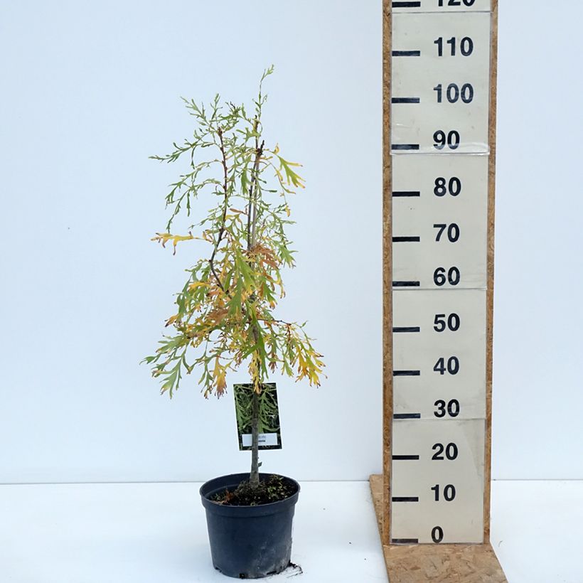 Quercus robur Posnania - English oak 4L/5L pot sample as delivered in autumn
