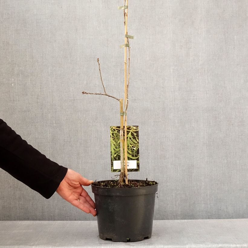 Quercus robur Posnania - English oak 4L/5L pot sample as delivered in spring