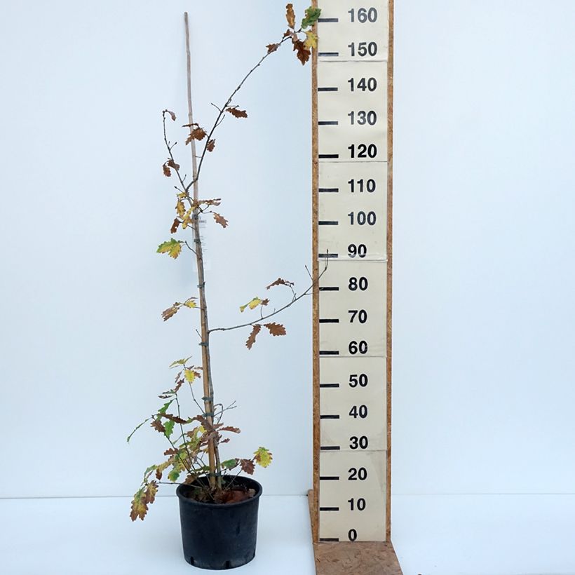 English Oak - Quercus robur 7.5L/10L pot sample as delivered in autumn