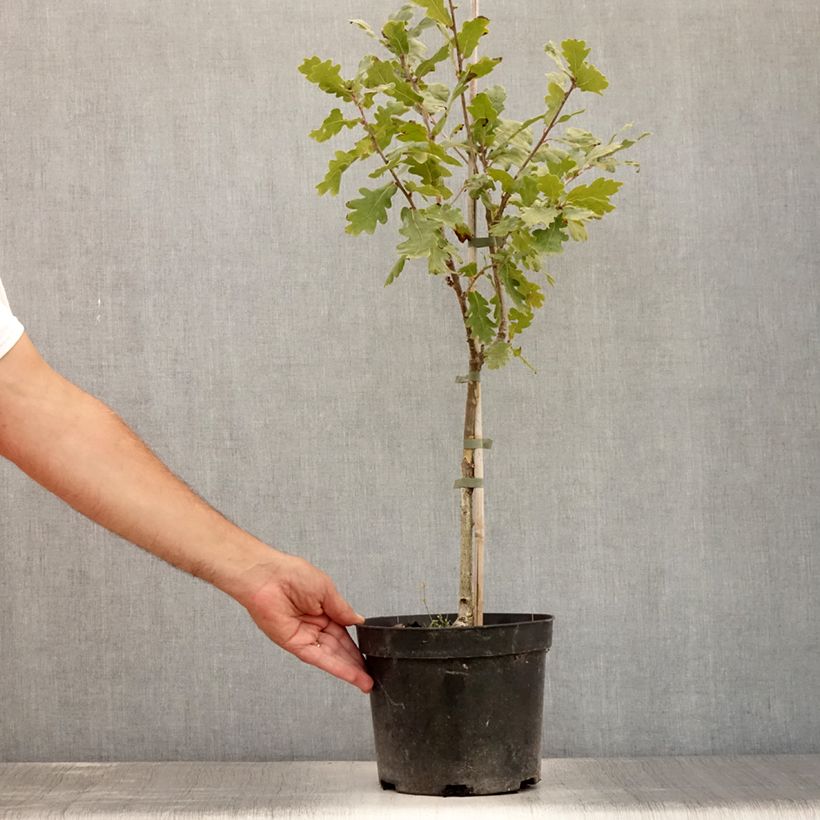 Quercus robur Variegata - English Oak 4L/5L pot sample as delivered in summer