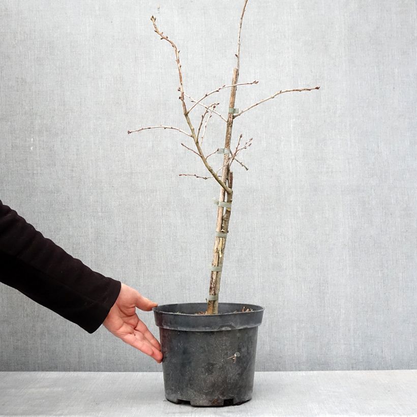 Quercus robur Variegata - English Oak 4L/5L pot sample as delivered in spring