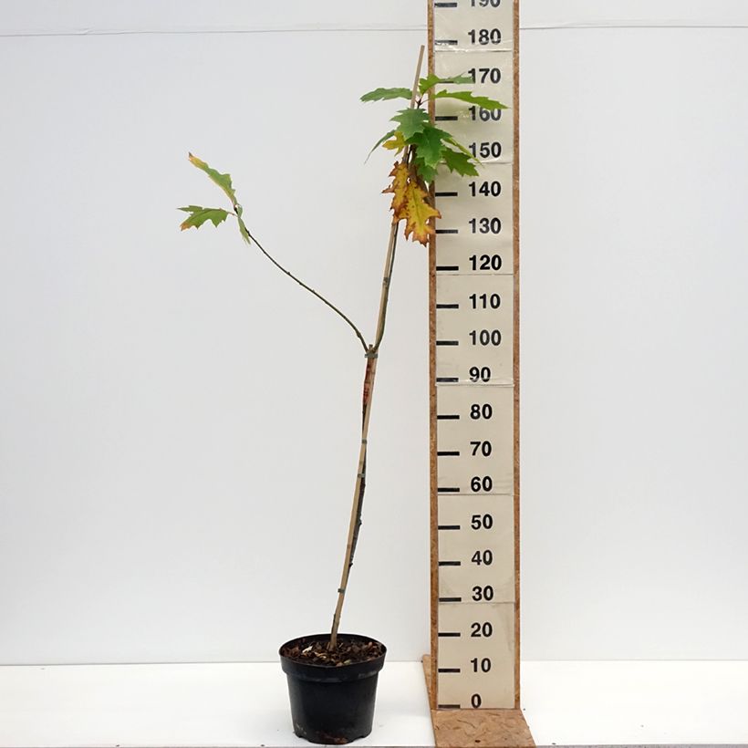 Quercus rubra Boltes Gold - Red Oak 7.5L/10L pot sample as delivered in autumn