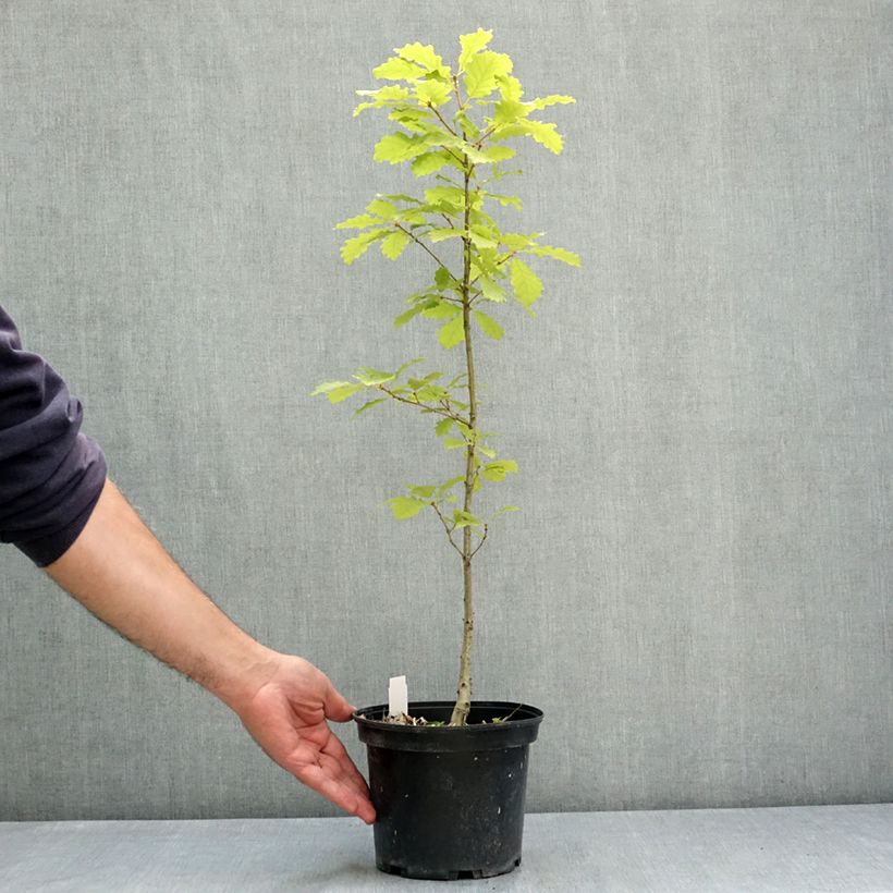 Chêne rouvre - Quercus petraea Pot de 2L/3L sample as delivered in summer