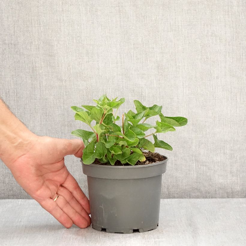 Good King Henry in plant - Chenopodium bonus-henricus 8/9 cm pot sample as delivered in summer