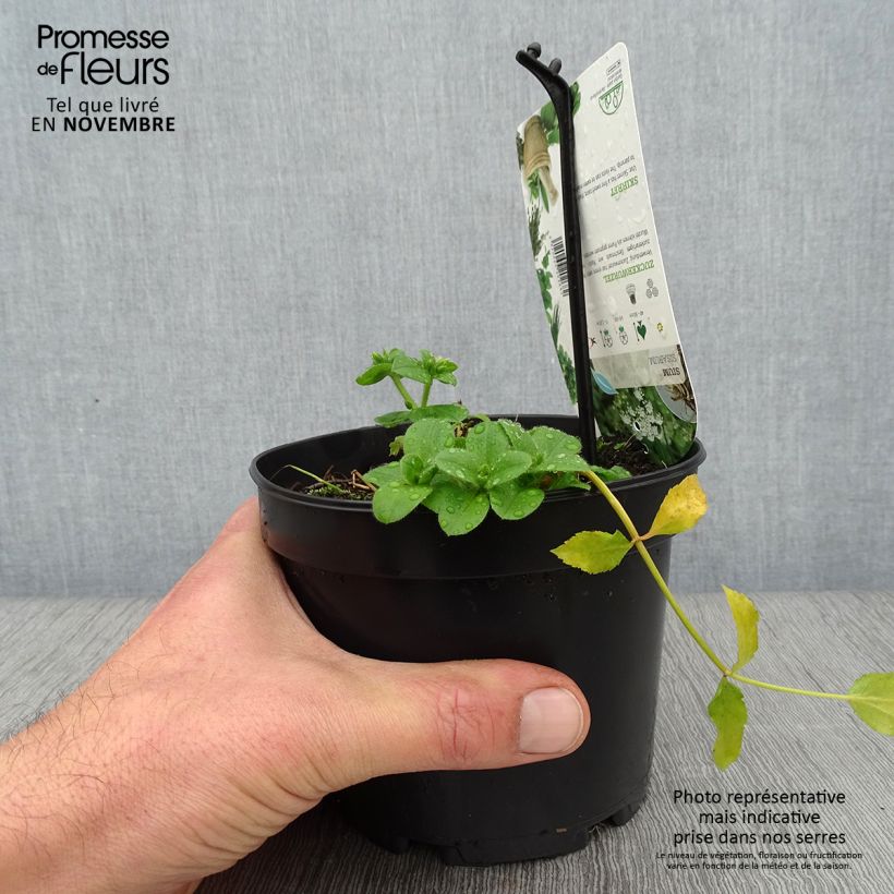 Chervis - Sium sisarum 1.5L/2L pot sample as delivered in autumn