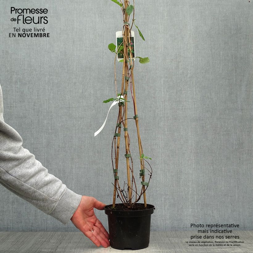 Lonicera periclymenum Belgica Select 1.5L/2L pot sample as delivered in autumn
