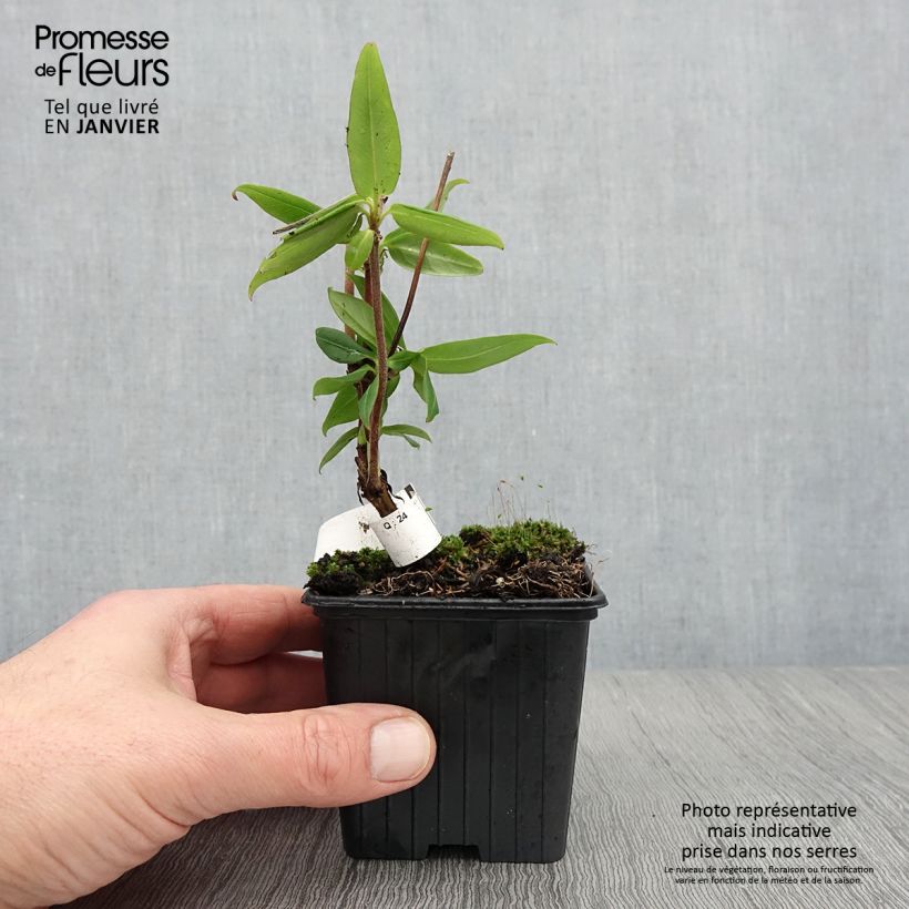 Lonicera henryi  8/9 cm pot sample as delivered in winter