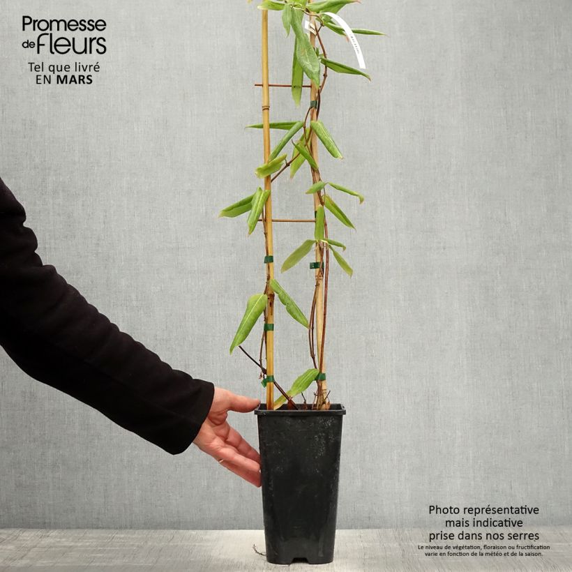 Lonicera henryi  2L/3L pot sample as delivered in spring