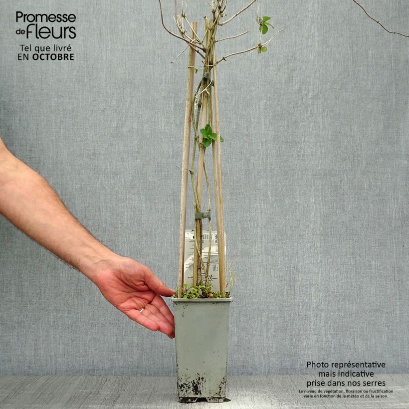 Lonicera x tellmaniana - Tellmann's Honeysuckle 2L/3L pot sample as delivered in autumn