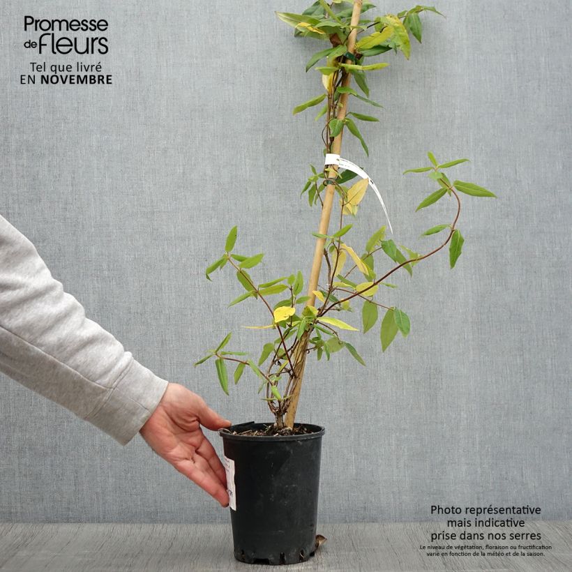 Lonicera x henryi Caprilia Ever - Henry's honeysuckle 2L/3L pot sample as delivered in autumn