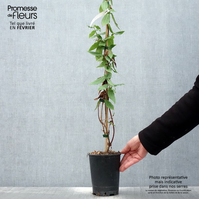 Lonicera x henryi Caprilia Ever - Henry's honeysuckle 2L/3L pot sample as delivered in winter