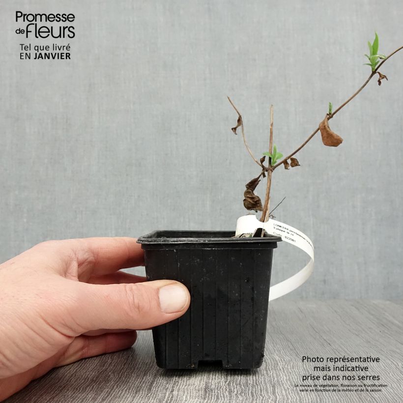 Lonicera periclymenum Graham thomas 8/9 cm pot sample as delivered in winter