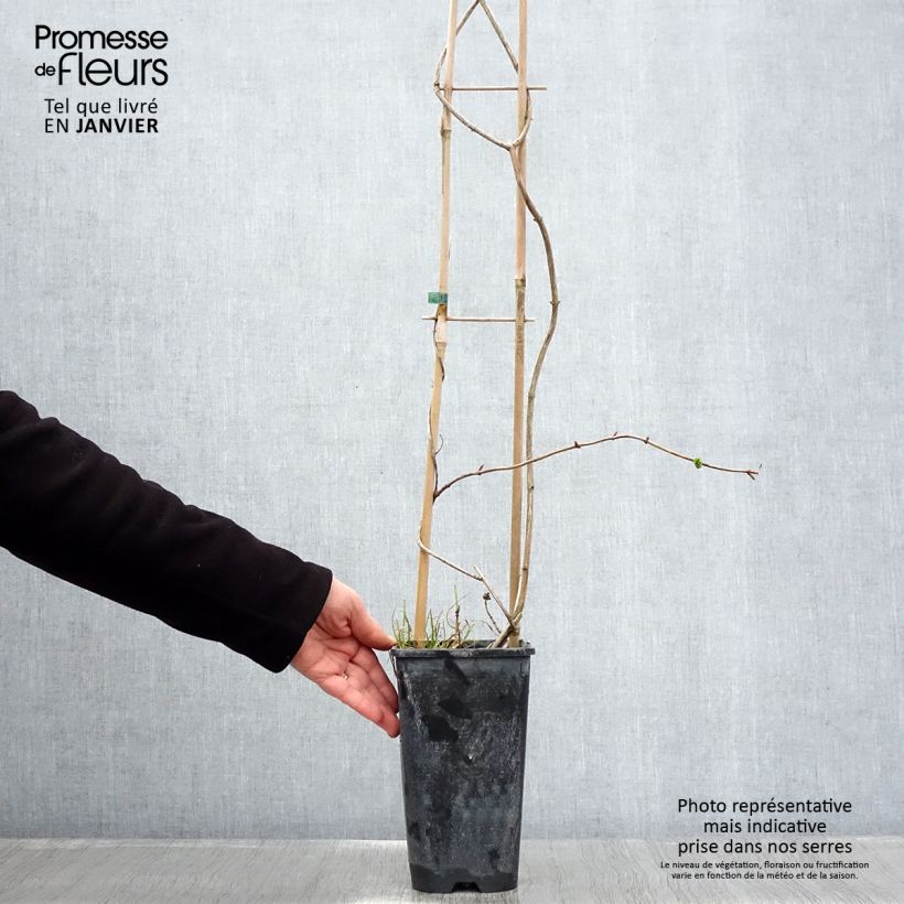 Lonicera periclymenum Graham thomas 2L/3L pot sample as delivered in winter