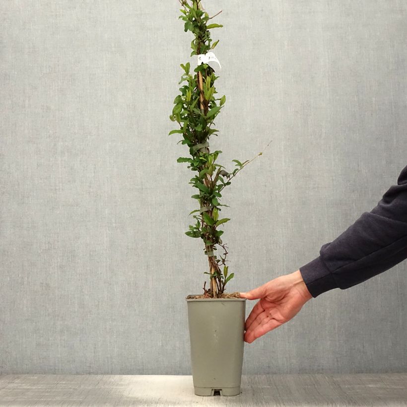 Lonicera japonica Dart's world 3L/4L pot sample as delivered in spring