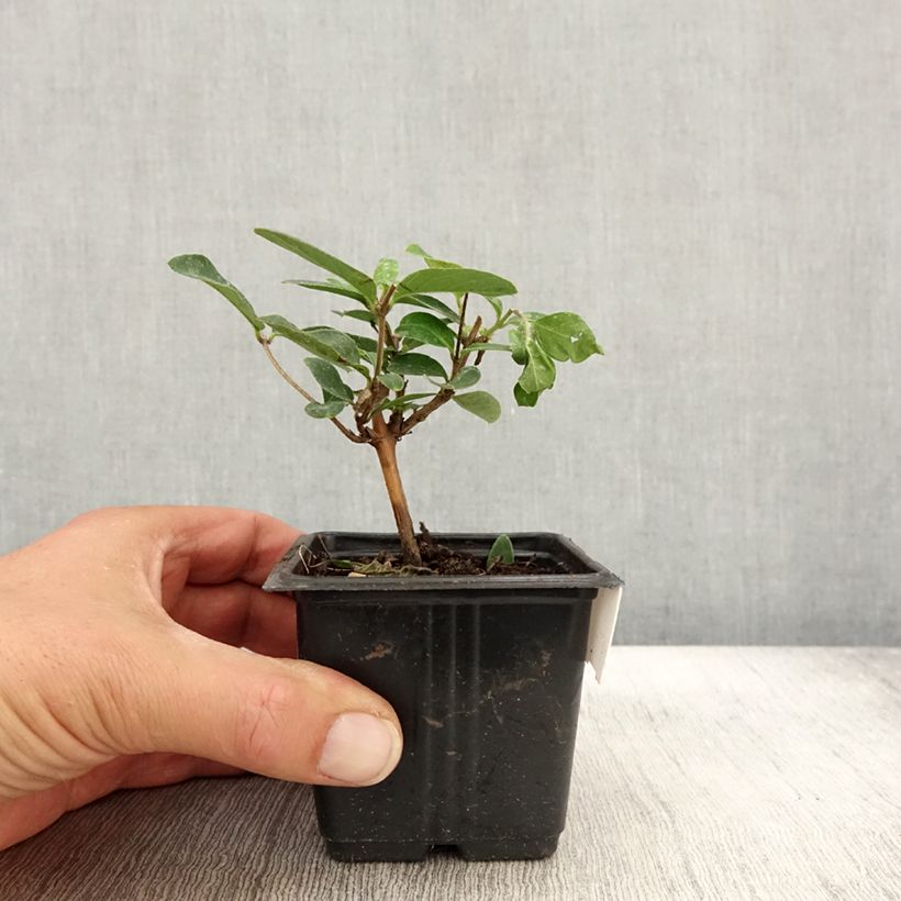 Lonicera japonica Hall's Prolific - Japanese Honeysuckle 8/9 cm pot sample as delivered in autumn