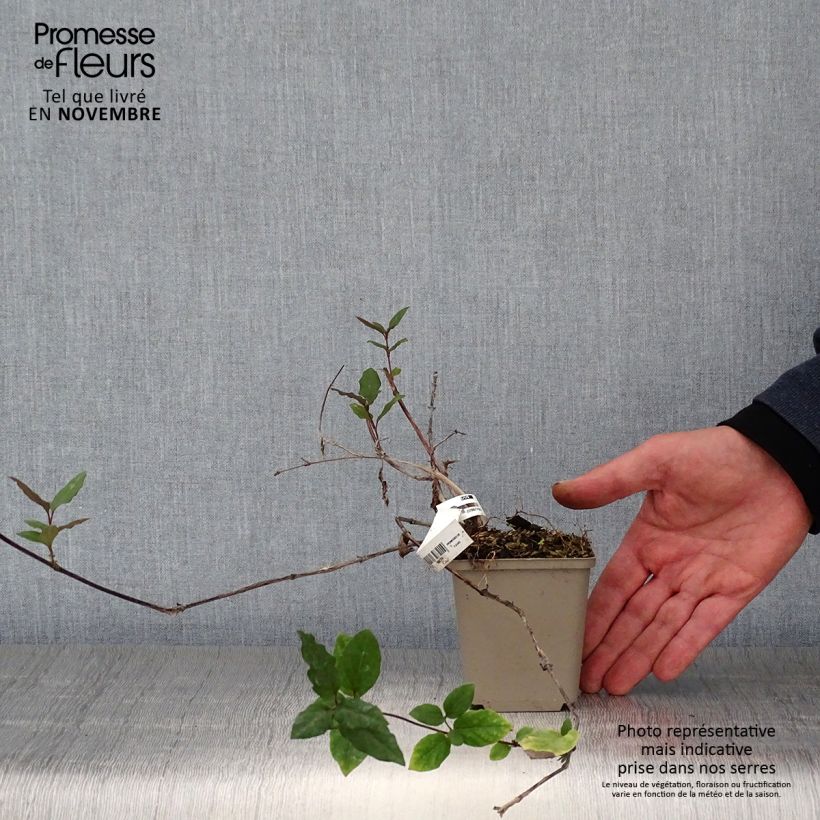 Lonicera japonica Sinensis - Chinese Honeysuckle 8/9 cm pot sample as delivered in autumn
