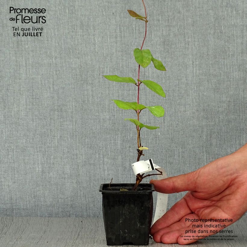 Lonicera japonica Sinensis - Chinese Honeysuckle 8/9 cm pot sample as delivered in summer