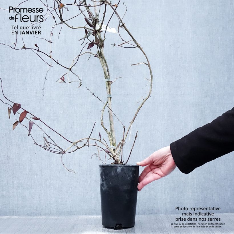 Lonicera japonica Sinensis - Chinese Honeysuckle 2L/3L pot sample as delivered in winter