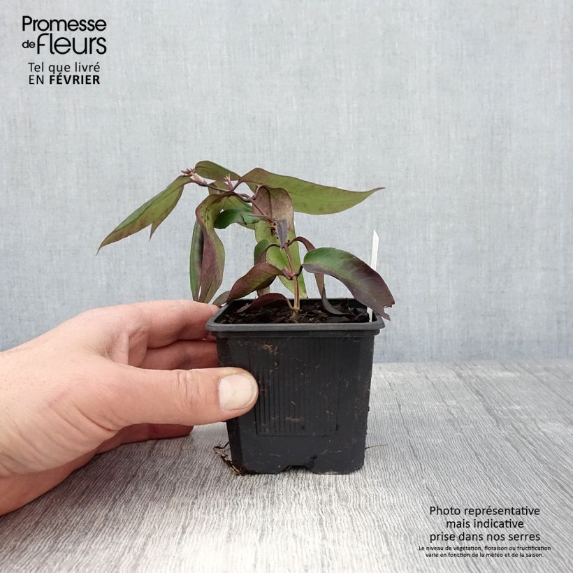 Lonicera henryi 'Marinella' ('Venloma') 8/9 cm pot sample as delivered in winter