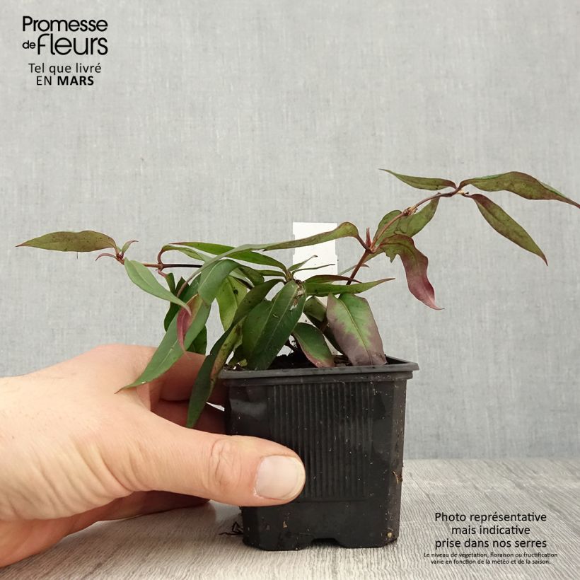 Lonicera henryi 'Marinella' ('Venloma') 8/9 cm pot sample as delivered in spring