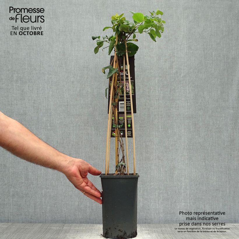 Lonicera caprifolium  1.5L/2L pot sample as delivered in autumn