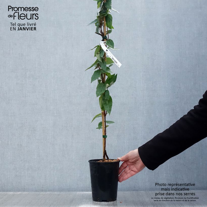 Lonicera similis var. delavayi  2L/3L pot sample as delivered in winter