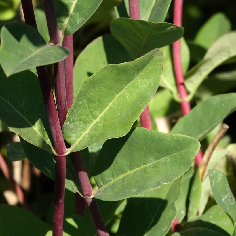 Lonicera periclymenum Belgica (Foliage)